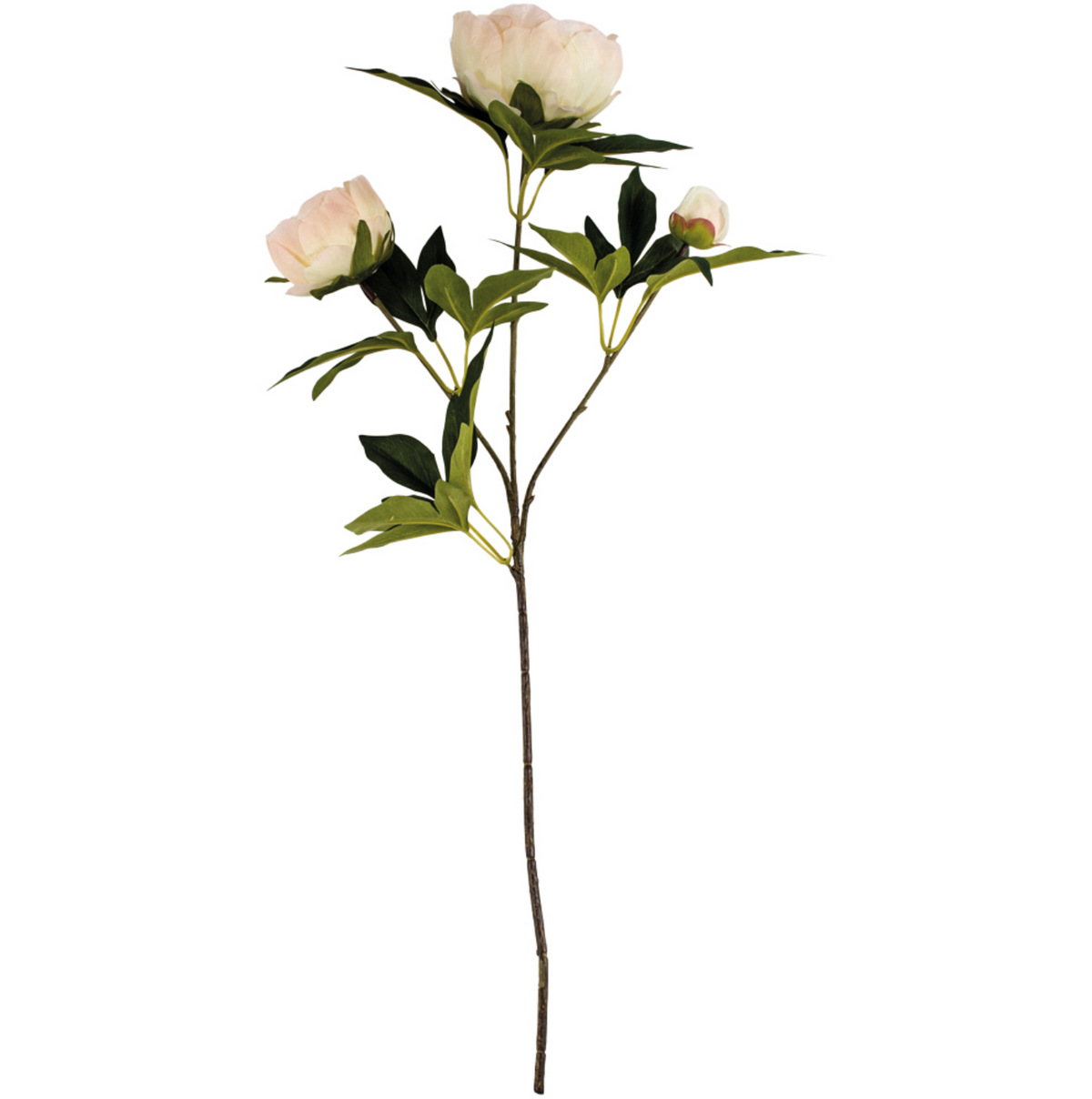 Blush Peony